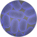 5-应用-5棒状微球-130<i></i>X130.png