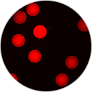5-应用-4荧光微球-130<i></i>X130.png