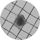 5-应用-1结合细胞球和3D打印技术-130<i></i>X130.png